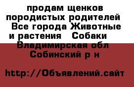 продам щенков породистых родителей - Все города Животные и растения » Собаки   . Владимирская обл.,Собинский р-н